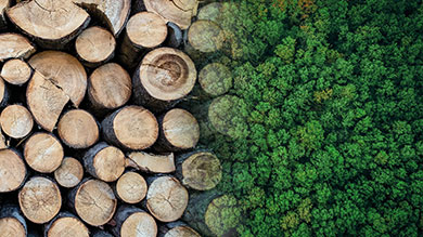 gestion durable forêt GB Prosols